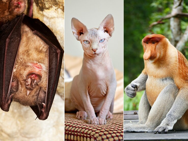 Das Bild zeigt drei verschiedene Tiere: eine Fledermaus, eine Sphynx-Katze und einen Nasenaffen. Die Fledermaus hängt kopfüber mit gefalteten Flügeln, ein typisches Verhalten für Ruhephasen. Die Sphynx-Katze sitzt mit aufrechter Haltung und durchdringendem Blick. Der Nasenaffe sitzt entspannt und zeigt sein charakteristisches Profil mit der markanten Nase. Alle drei Tiere gehören zu den hässlichsten Tieren der Welt.