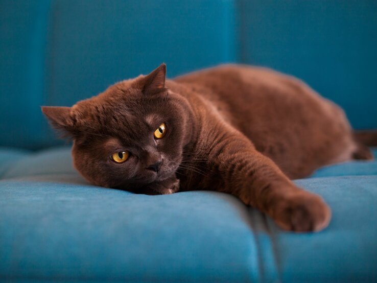 braune Katze räkelt sich vor blauem Hintergrund. 