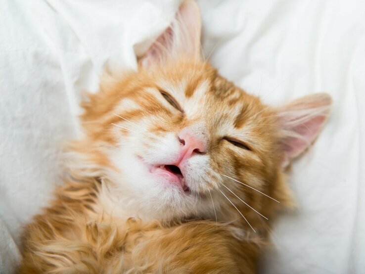 Rote, getigerte Katze liegt mit offenem Mund schlafend auf einem Kissen.