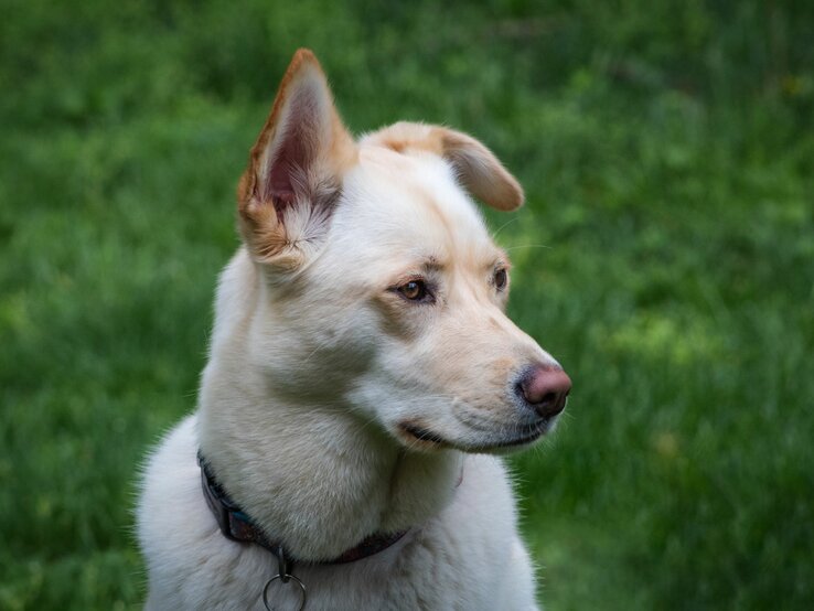 Ein heller Hund, ein Labsky, mit weichem Fell und aufmerksamen Gesichtszügen blickt zur Seite. Seine Ohren sind aufgestellt und zeigen Aufmerksamkeit, und er trägt ein Halsband. Der Hintergrund ist unscharf, aber es scheint, als wäre der Hund in einer grünen, grasbewachsenen Umgebung, was darauf hindeutet, dass das Foto möglicherweise in einem Park oder Garten aufgenommen wurde. Die ruhige, aber aufmerksame Pose des Hundes lässt auf eine entspannte, aber wachsame Stimmung schließen.