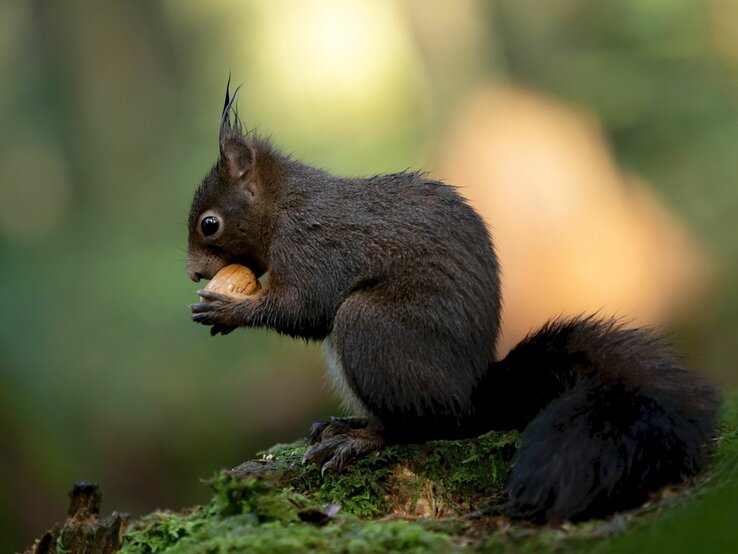 Ein schwarzes Eichhörnchen isst eine Nuss.