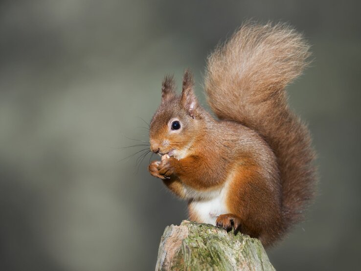 Ein rotes Eichhörnchen sitzt auf einem Baumstamm und isst eine Nuss.  | © Getty Images/Westend61