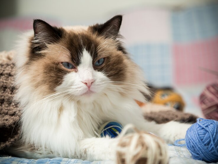 Eine Katze liegt auf einem Bett neben verschiedenen Wollknäueln.