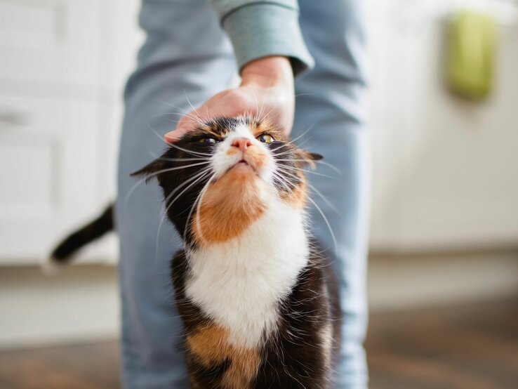 Katze duckt sich beim gestreichelt werden