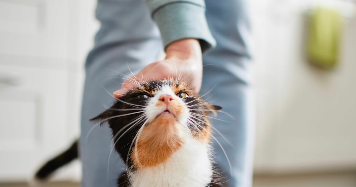 Katze duckt sich beim Streicheln weg Was das bedeutet!