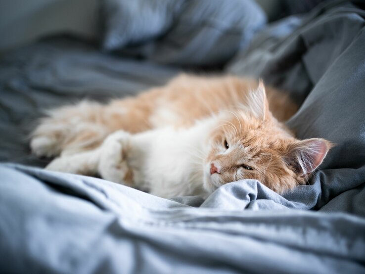 Ein flauschiger rot-weißer Kater liegt entspannt auf einer grauen Bettdecke und scheint zu dösen oder zu schlafen.