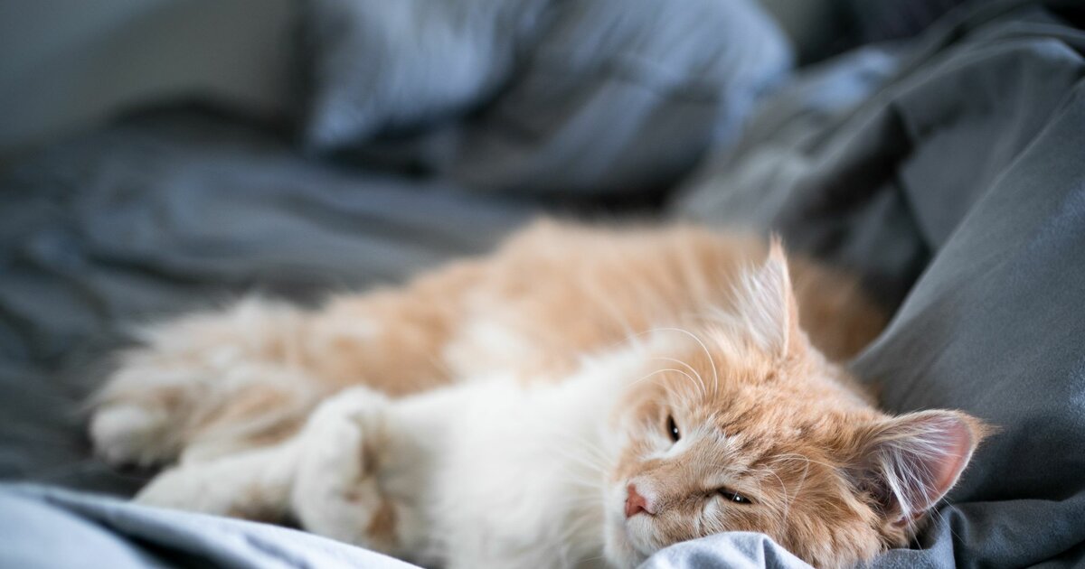 Katze im Bett schlafen lassen gute Idee? Oder doch besser nicht?