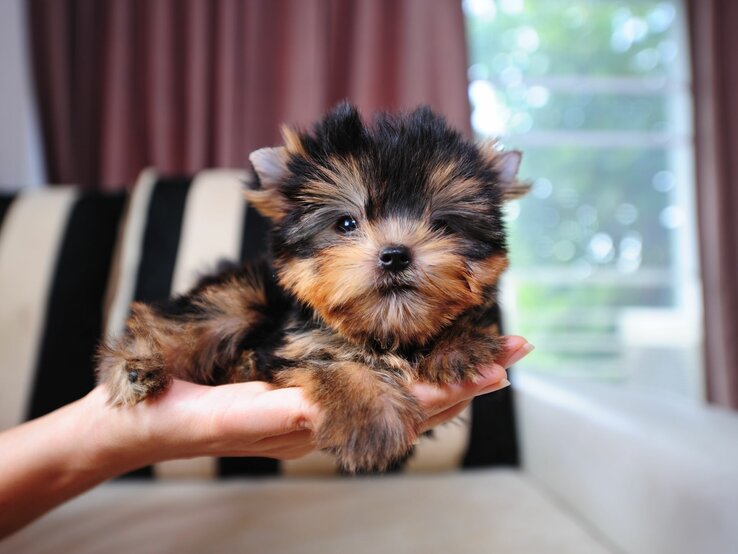 Winziger Teetassen-Welpe, der in einer Hand gehalten wird. Das Hündchen scheint ein Yorkshire Terrier zu sein, erkennbar an seiner kleinen Größe und seinem langen, seidigen Fell, das eine Mischung aus hellbraunen und dunkelgrauen Farben aufweist.