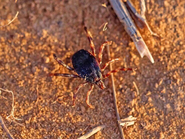  Hyalomma-Zecke auf sandigem Boden. Die Zecke ist aus der Vogelperspektive aufgenommen und sticht mit ihrem dunklen, runden Körper und den kontrastreichen, gestreiften Beinen deutlich gegen den hellen Untergrund ab. 