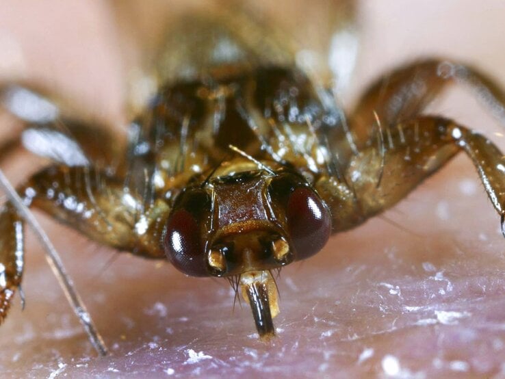 Nahaufnahme einer Hirschlausfliege auf menschlicher Haut. Die Detailaufnahme offenbart die charakteristischen Merkmale der Fliege, wie die großen, dunklen Augen und die kräftigen Mundwerkzeuge, die für das Saugen von Blut optimiert sind.