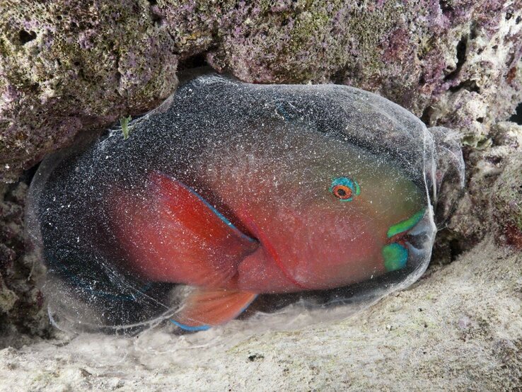 Papageienfisch in Schleimhülle | © IMAGO / OceanPhoto