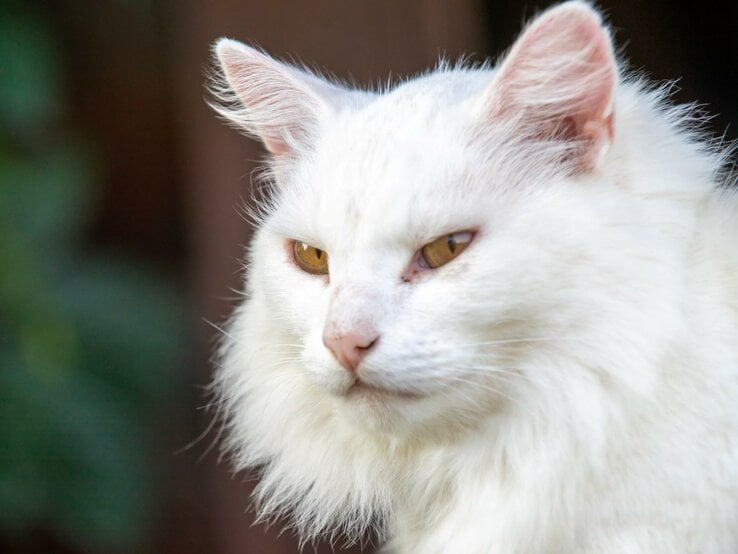 Weiße Katze mit langen Haaren, die aussieht wie eine Maine Coon. Die Katze hat gelbe Augen und einen leicht nachdenklichen Gesichtsausdruck. Ihr Fell ist flauschig und gut gepflegt, und sie scheint draußen zu sein.