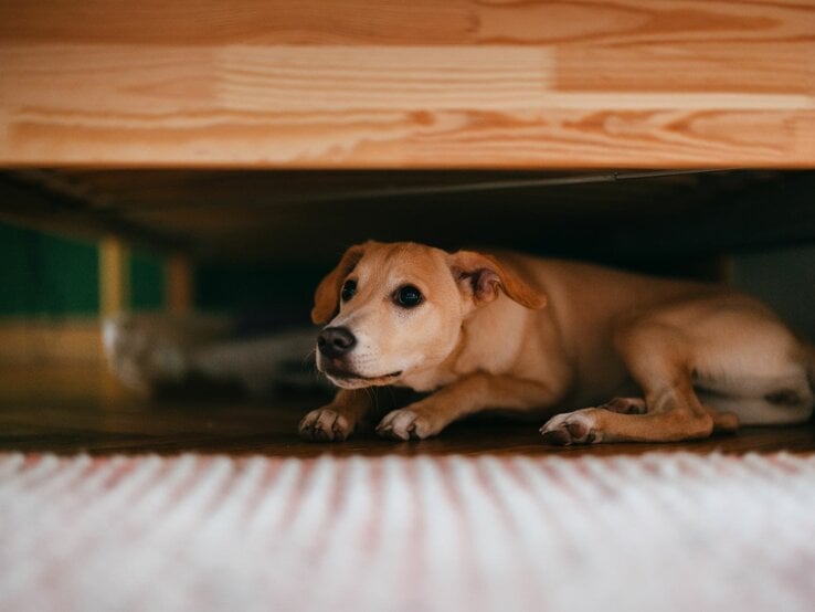  Ein beiger Hund liegt ängstlich unter einem Holzbett auf einem Holzboden, im Hintergrund sind unscharf grüne Wände zu sehen.