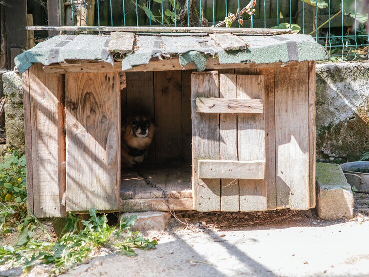 Peta-Hund-Paulina4 | © PETA Ein kleiner brauner Hund mit schwarzer Schnauze sitzt angekettet im Schatten einer alten, hölzernen Hundehütte mit Wellblechdach. | © PETA