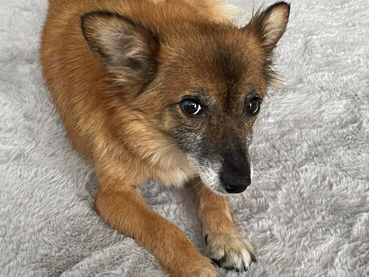 Peta-Hund-Paulina2 | © PETA Ein kleiner brauner Hund mit schwarzer Schnauze und großen Ohren liegt auf einer weichen, grauen Decke und blickt aufmerksam. | © PETA