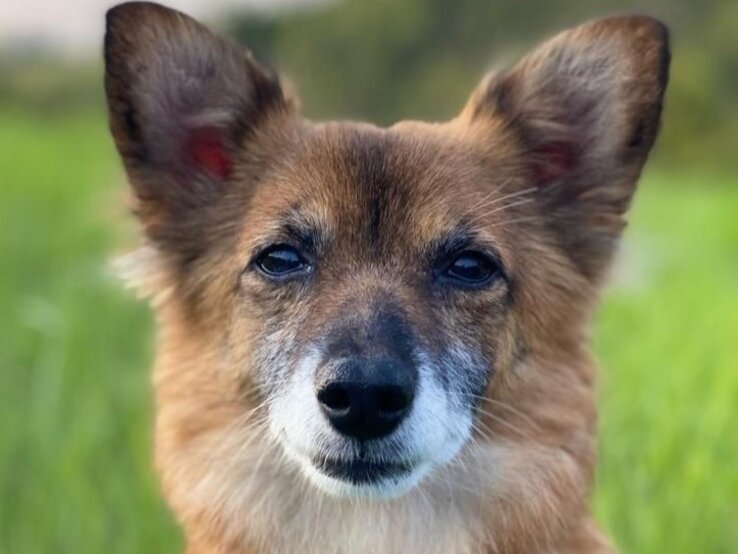 Peta-Hund-Paulina | © PETA Ein kleiner, brauner Hund mit großen, spitzen Ohren und weißer Schnauze blickt ruhig in die Kamera, im Hintergrund grünes Gras. | © PETA