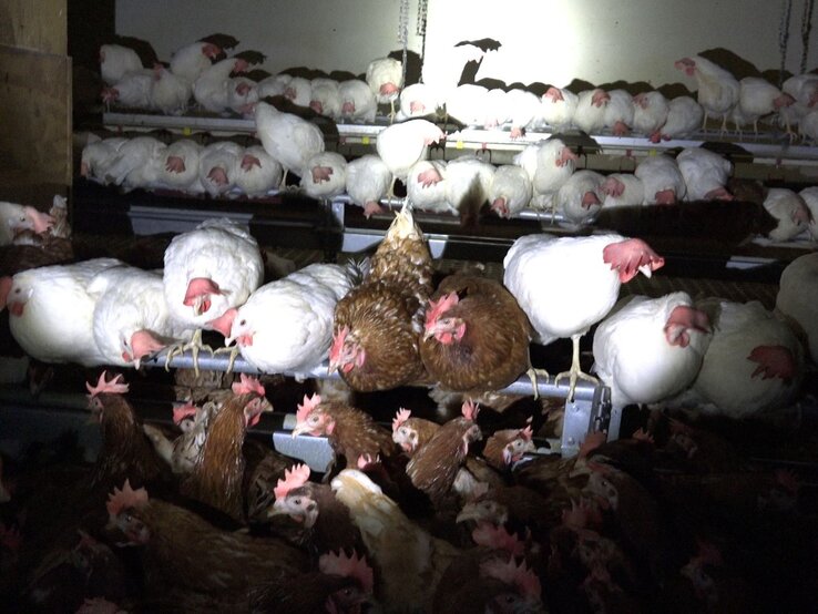 Zahlreiche braune und weiße Hühner drängen sich in dunklem Stall auf engen Metallstangen unter grellem Scheinwerferlicht.