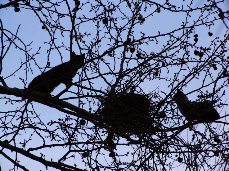 Zwei Katzen kauern lauernd in kahlem Geäst nahe einem Vogelnest bei Dämmerlicht vor blauem Himmel.