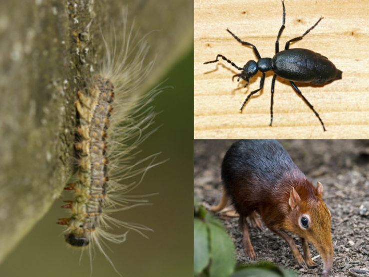 Eine behaarte Raupe kriecht senkrecht an Baumrinde, daneben ein schwarzer Ölkäfer auf Holz und eine Elefantenspitzmaus auf Waldboden. | © GettyImages/sandra standbridge/Arterra/Eileen78 