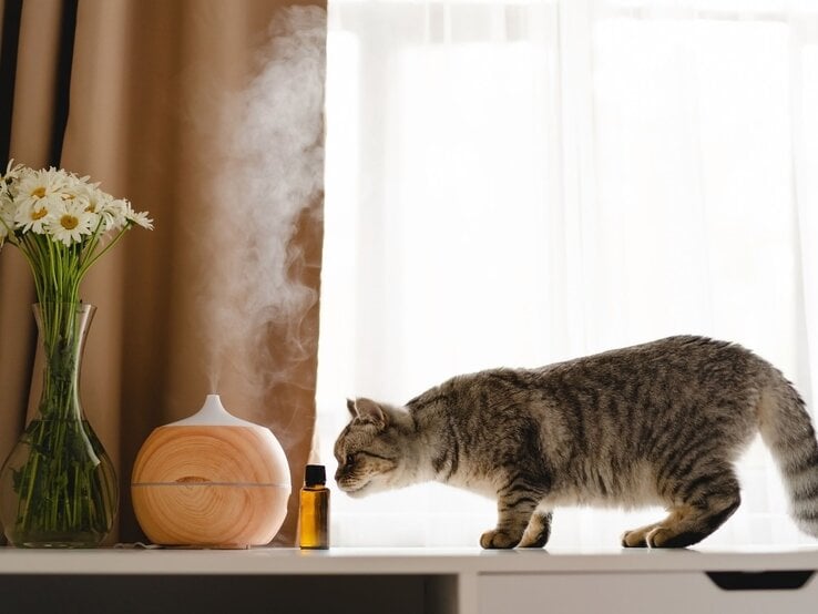 Graubraun getigerte Katze schnuppert neugierig an einem kleinen Braunglasfläschchen vor Diffusor und Blumenstrauß am Fenster.