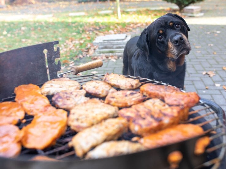 Ein großer schwarzer Rottweiler mit geneigtem Kopf blickt neugierig auf grillendes Fleisch auf einem Holzkohlegrill im Garten.