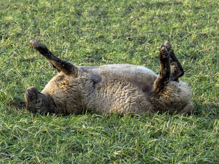 Schaf liegt auf dem Rücken | © Getty Images / Ashley Cooper Ein dickwolliges Schaf liegt mit allen vieren nach oben auf einer grünen Wiese und scheint sich entspannt zu wälzen. | © Getty Images / Ashley Cooper