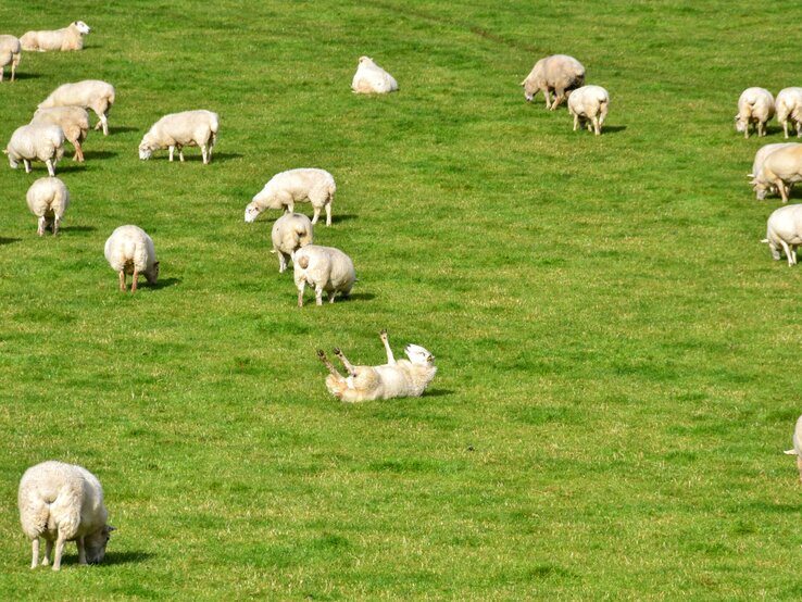 Schaf in Herde liegt auf dem Rücken Auf einer sonnigen Weide voller grasender Schafe liegt mittig ein Schaf mit erhobenen Beinen rücklings auf dem Rücken.