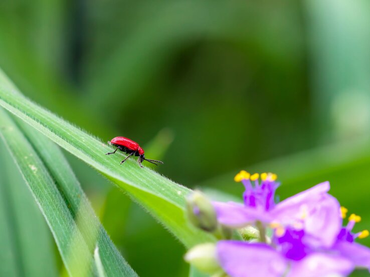 Ein leuchtend roter Käfer krabbelt über ein grünes Blatt, im Vordergrund violette Blüten mit gelben Staubblättern.