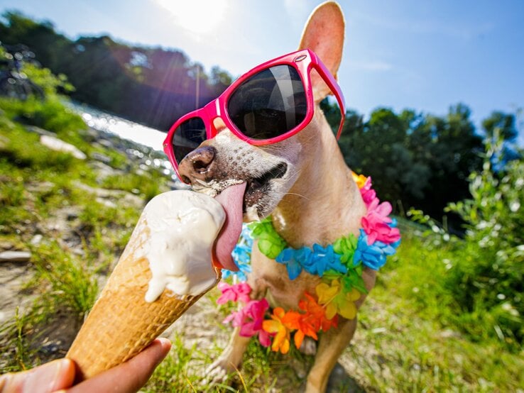 Ein Hund mit Sonnenbrille und Hawaii-Blumen um den Hals schleckt Eis aus einem Hörnchen. Die Sonne strahlt.