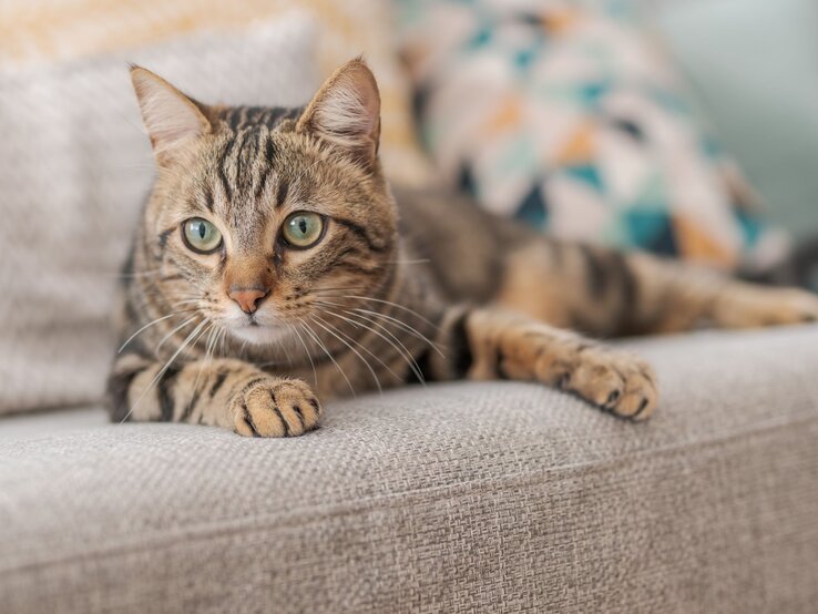 Getigerte Hauskatze mit grünen Augen liegt entspannt und aufmerksam auf einem grauen Sofa mit bunten Kissen im Hintergrund.