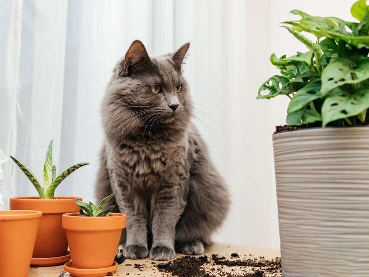 Flauschige graue Katze sitzt zwischen Blumentöpfen auf einem Tisch, Erde ist verschüttet, im Hintergrund helle Gardinen.