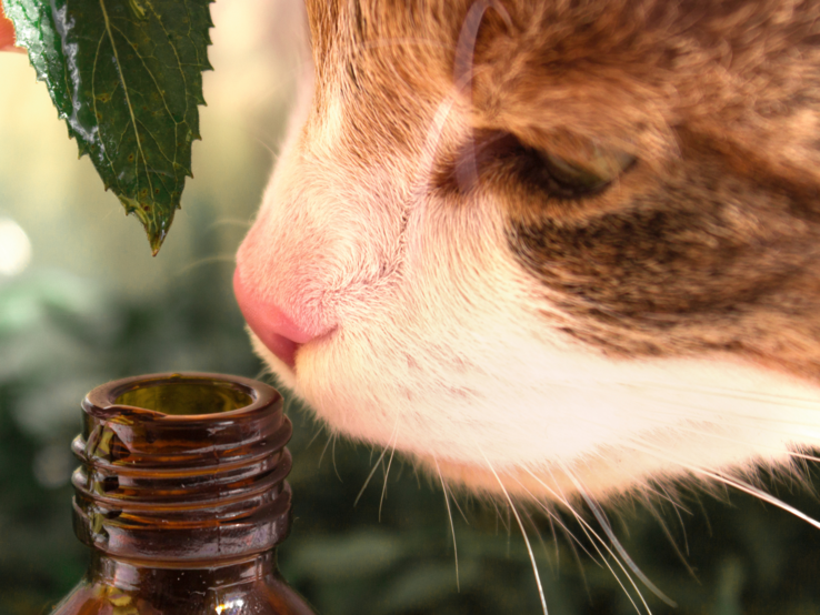 Katze schnuppert an Flasche Eine neugierige rotbraun-weiße Katze schnuppert mit gespitzter Nase an einer geöffneten braunen Glasflasche im Grünen.