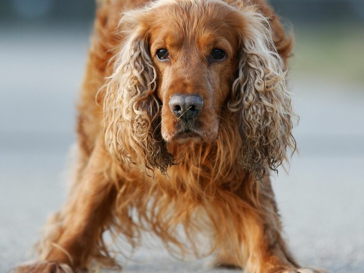 Hund Sunny, ein Cocker Spaniel aus dem Berliner Tierheim