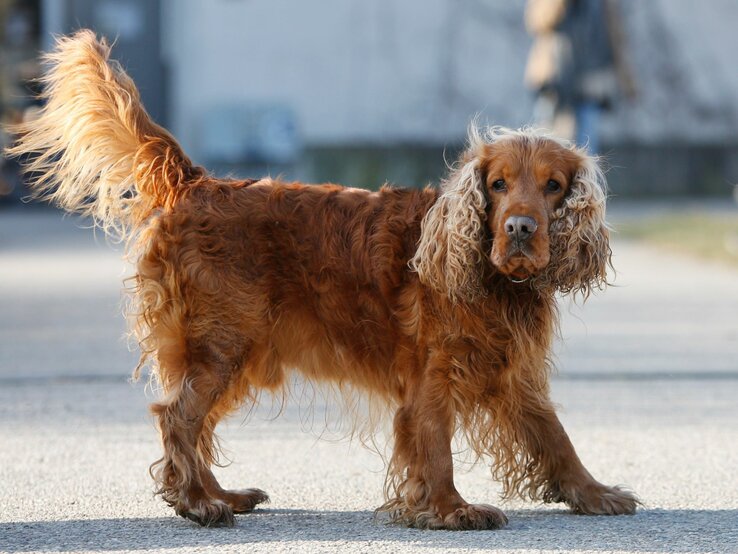 Hund Sunny, ein Cocker Spaniel aus dem Berliner Tierheim