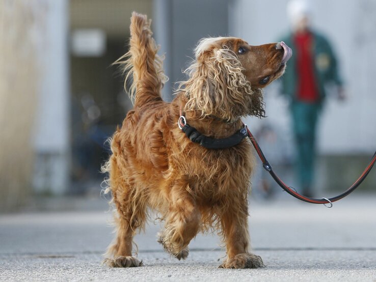 Hund Sunny, ein Cocker Spaniel aus dem Berliner Tierheim | © Tierheim Berlin