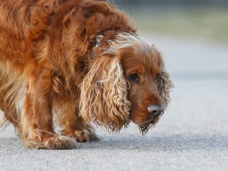 Hund Sunny, ein Cocker Spaniel aus dem Berliner Tierheim | © Tierheim Berlin