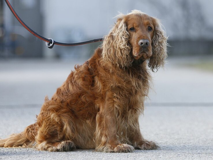 Hund Sunny, ein Cocker Spaniel aus dem Berliner Tierheim | © Tierheim Berlin