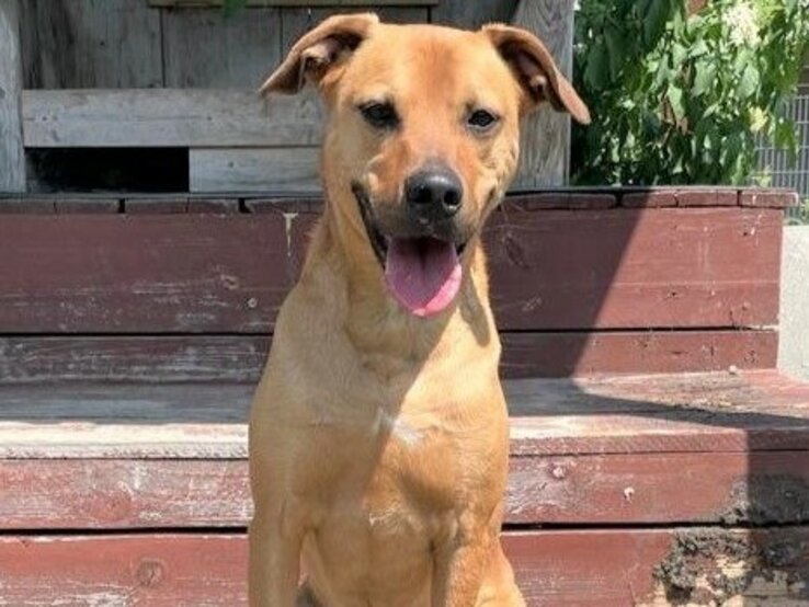 Hund Nino, ein Terrier-Mix aus dem Berliner Tierheim