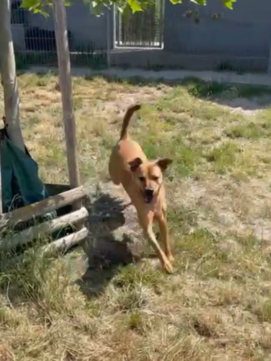 Hund Nino, ein Terrier-Mix aus dem Berliner Tierheim | © Tierheim Berlin