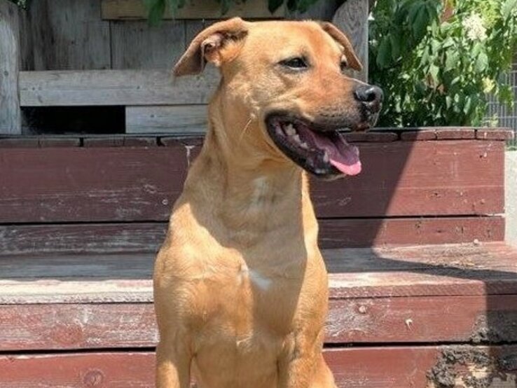 Hund Nino, ein Terrier-Mix aus dem Berliner Tierheim