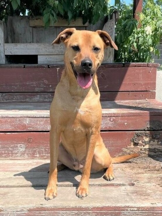 Hund Nino, ein Terrier-Mix aus dem Berliner Tierheim | © Tierheim Berlin