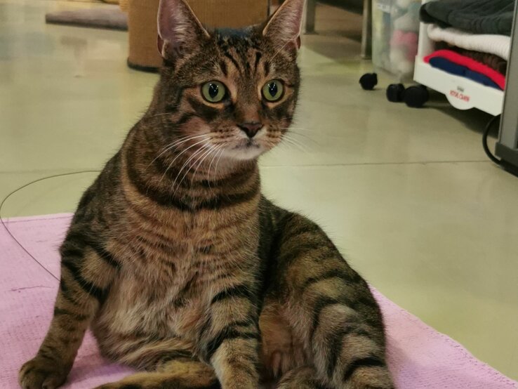 Kater Bartimäus, ein Europäisch Kurzhaar aus dem Berliner Tierheim