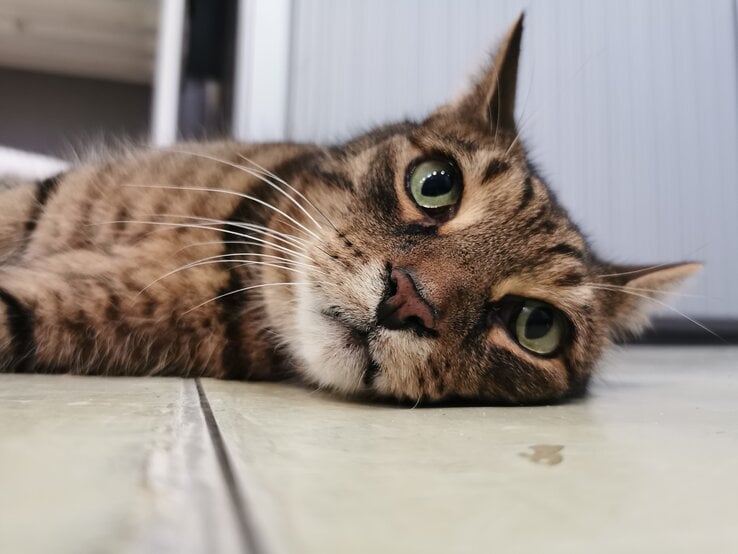 Kater Bartimäus, ein Europäisch Kurzhaar aus dem Berliner Tierheim