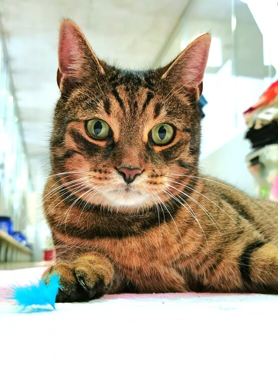 Kater Bartimäus, ein Europäisch Kurzhaar aus dem Berliner Tierheim | © Tierheim Berlin