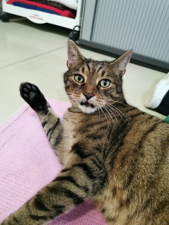 Kater Bartimäus, ein Europäisch Kurzhaar aus dem Berliner Tierheim | © Tierheim Berlin