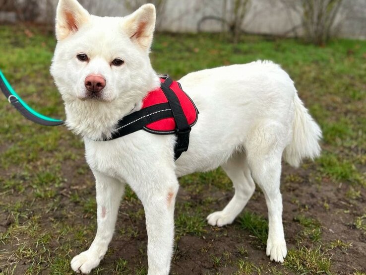 Hündin Lucy, ein Akita Inu aus dem Berliner Tierheim