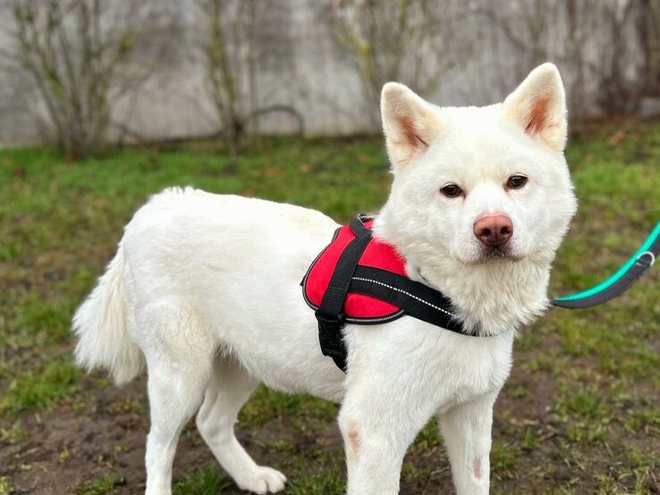 Hündin Lucy, ein Akita Inu aus dem Berliner Tierheim