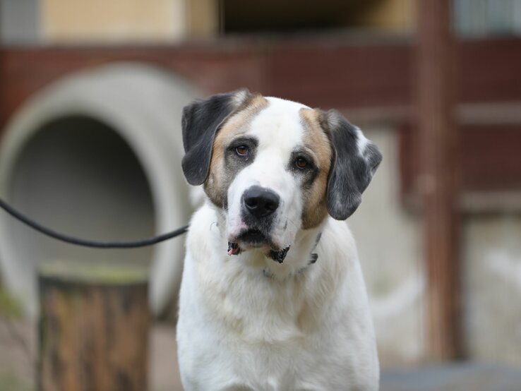 Hund Lexus aus dem Tierheim Berlin