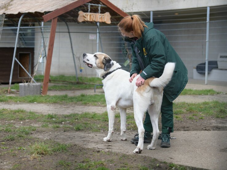 Hund Lexus aus dem Tierheim Berlin | © Tierheim Berlin