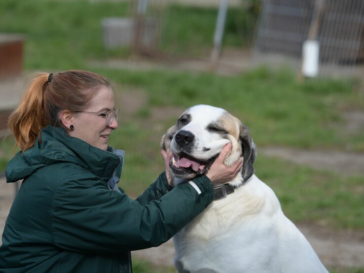 Hund Lexus aus dem Tierheim Berlin | © Tierheim Berlin